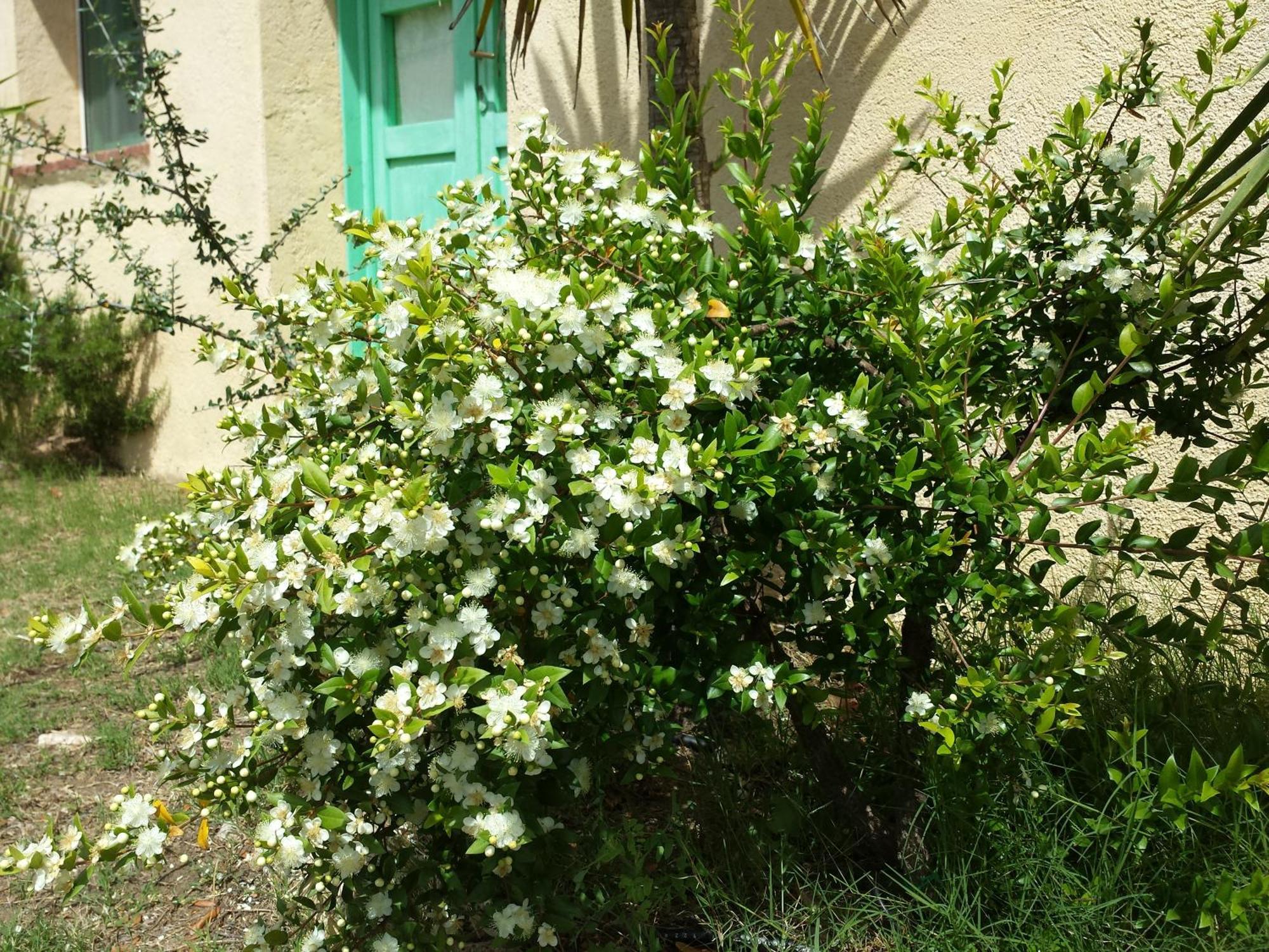 Agriturismo Agrisole Olbia Eksteriør billede