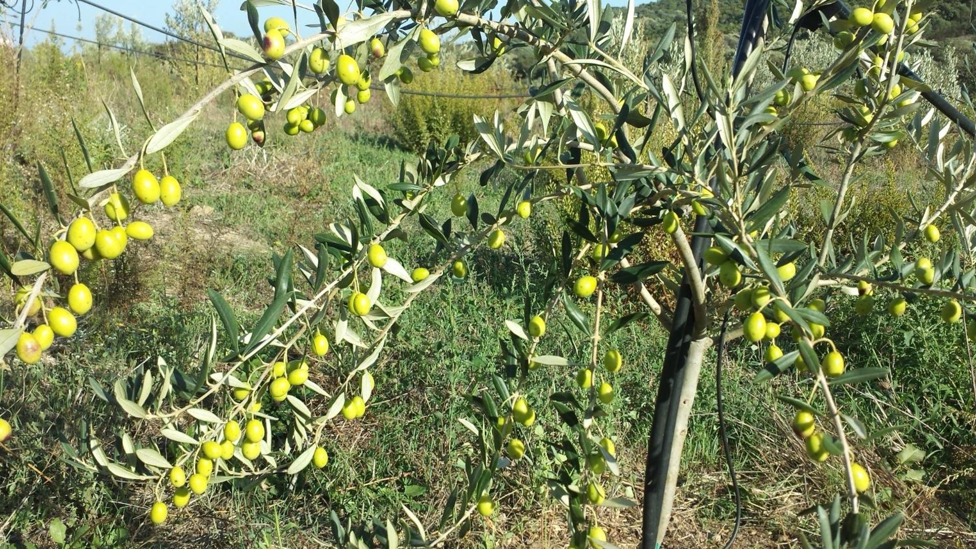 Agriturismo Agrisole Olbia Eksteriør billede